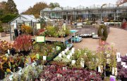 bloemen en planten vvbvanbree     1151